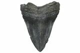 Fossil Megalodon Tooth - South Carolina #362507-1